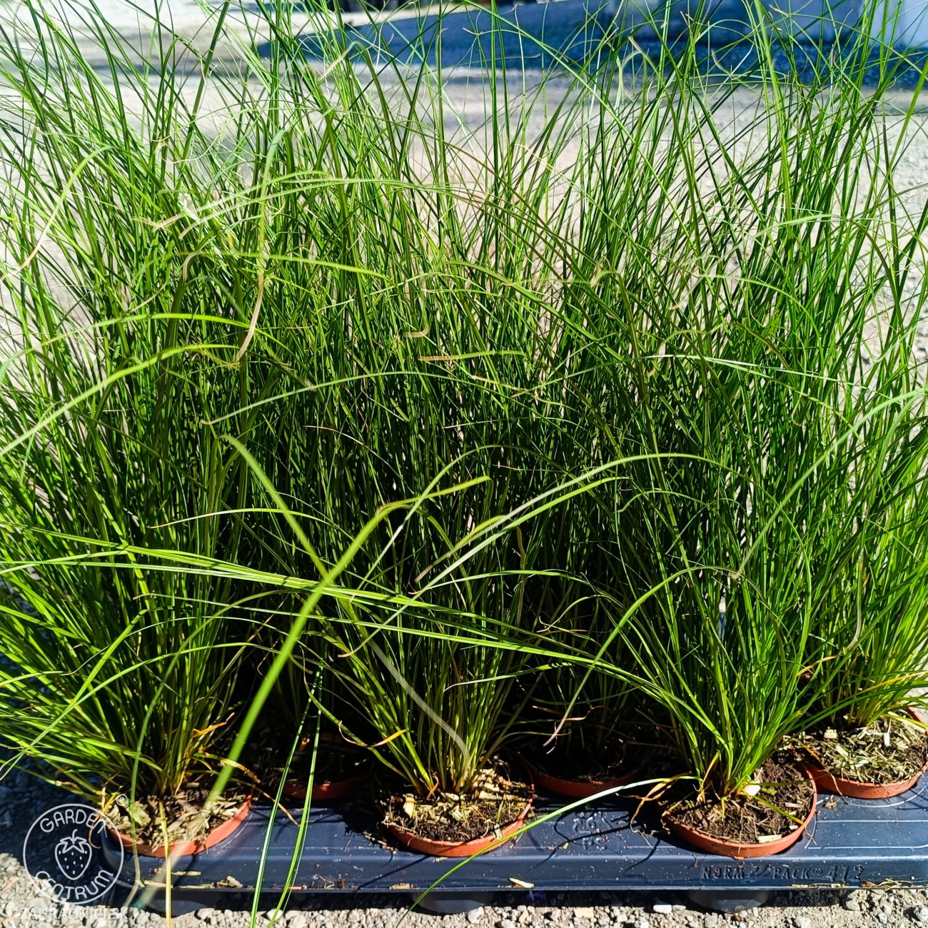 Obrázok Ostrica Howardova (Carex howardii) ‘PHOENIX GREEN’- kont. P11